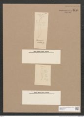 Pleurosigma sp. (de-Toni-Nr.: Genus 13) Zeichnungen Sammlung Grunow Nr. 2159 (NHMW-BOT-W0369213)